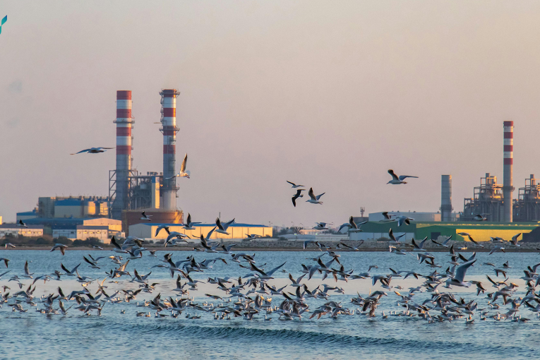 petroleum industry